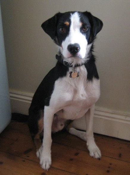 Уэльская овчарка