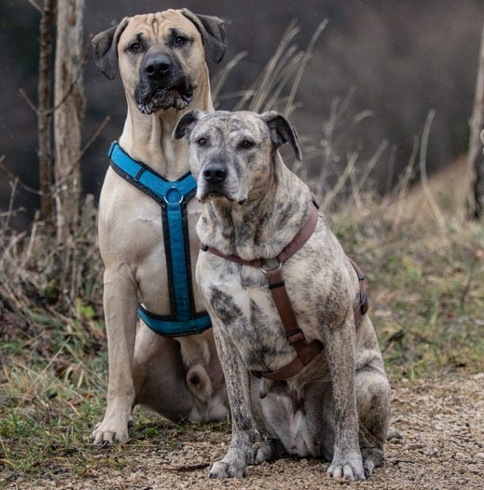 Уругвайский симаррон