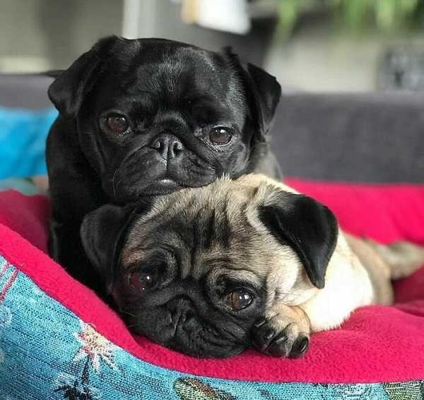 Выбираем щенка мопса