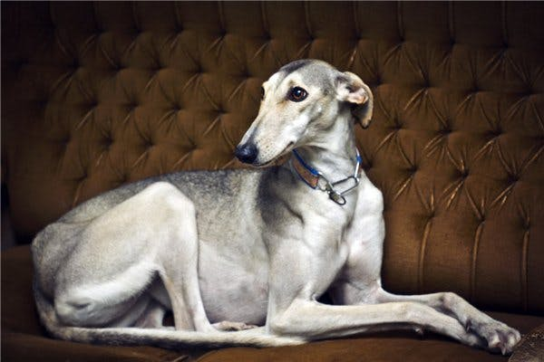 Хортая борзая