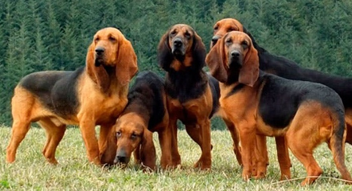 Юрская гончая