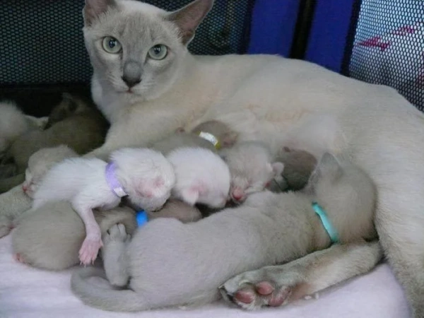 Как начать разводить кошек