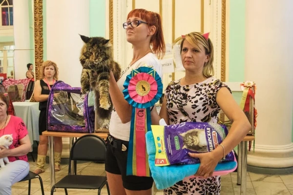 Как подготовить кошку к выставке: необходимые условия, а также нюансы проведения мероприятий