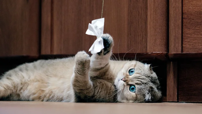 Игрушки для кота своими руками