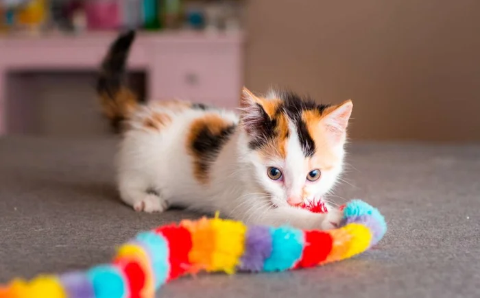 Как воспитать котенка послушным