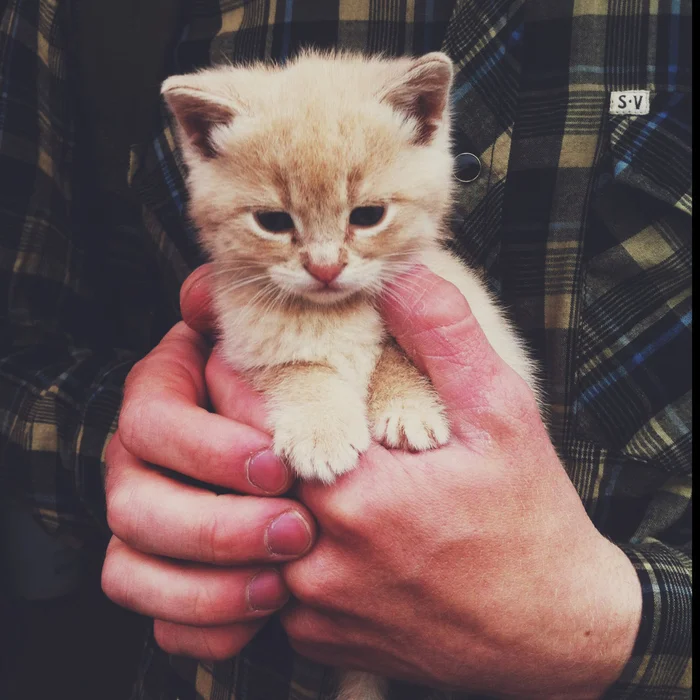Воспитание котёнка. Ласковый и ручной котёнок
