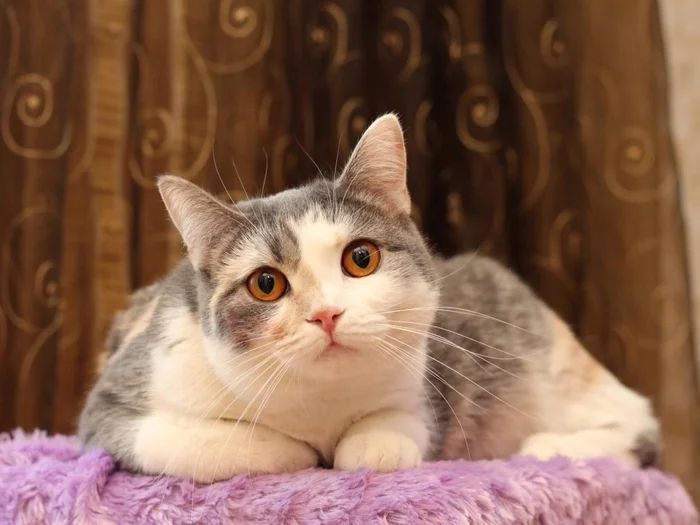 Парвовирус кошек