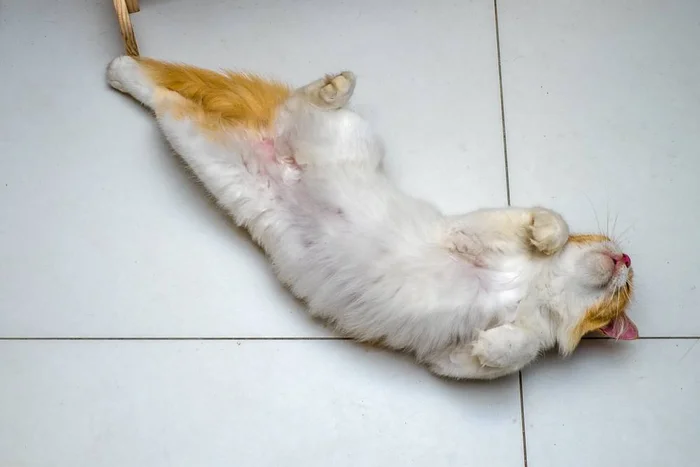 Течка у кошек: когда начинается и сколько длится