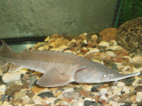 Смотреть фото Сибирский осётр Фото Сибирский осётр