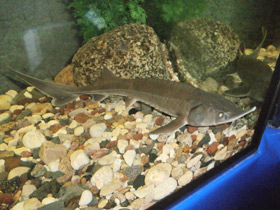 Смотреть фото Сибирский осётр Фото Сибирский осётр