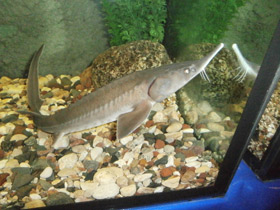 Смотреть фото Сибирский осётр Фото Сибирский осётр