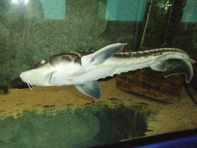 Смотреть фото Русский осётр Фото Русский осётр