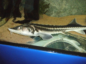 Смотреть фото Русский осётр Фото Русский осётр