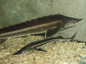 Смотреть фото Шип Фото Шип