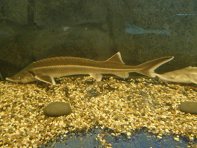 Смотреть фото Стерлядь Фото Стерлядь