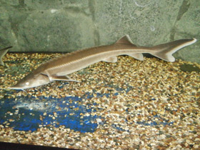 Смотреть фото Стерлядь Фото Стерлядь