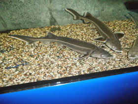 Смотреть фото Стерлядь Фото Стерлядь