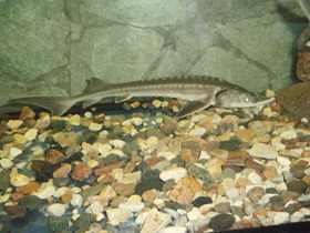 Смотреть фото Амурский осётр Фото Амурский осётр