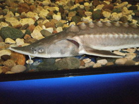 Смотреть фото Амурский осётр Фото Амурский осётр