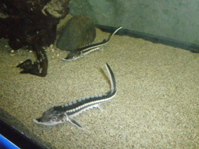 Смотреть фото Севрюга Фото Севрюга