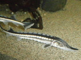 Смотреть фото Севрюга Фото Севрюга