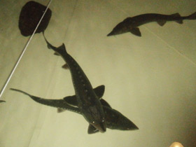 Смотреть фото Калуга Фото Калуга