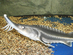 Смотреть фото Белуга Фото Белуга