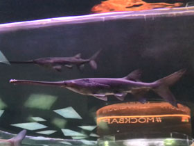 Смотреть фото Веслонос Фото Веслонос