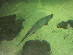 Смотреть фото Обыкновенный лопатонос Фото Обыкновенный лопатонос