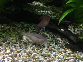 Смотреть фото Мексиканская тетра Фото Мексиканская тетра