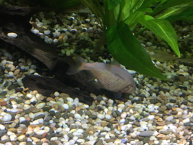 Смотреть фото Мексиканская тетра Фото Мексиканская тетра