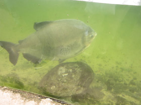 Фото Бурый паку