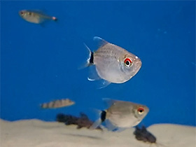 Смотреть фото Дисковая филомена баллон Фото Дисковая филомена баллон