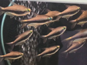 Смотреть фото Королевская тетра Фото Королевская тетра