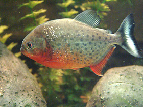 Фото Доброе слово об аквариумных хищниках