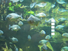 Фото Обыкновенная (краснобрюхая) пиранья