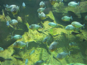 Фото Обыкновенная (краснобрюхая) пиранья