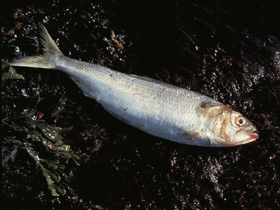 Смотреть фото Финта Фото Финта