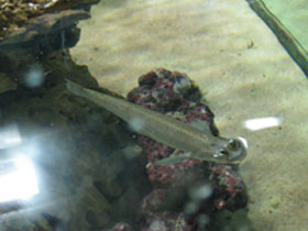 Фото Бразильская четырехглазка