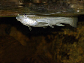 Фото Бразильская четырехглазка