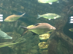 Фото Белоглазка