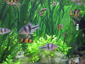 Фото Крестовый барбус