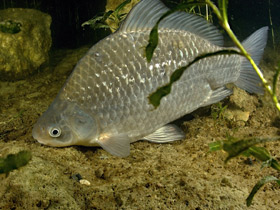 Смотреть фото Самая известная рыба наших вод — карась Фото Самая известная рыба наших вод — карась