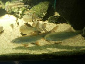 Смотреть фото Подуст Фото Подуст