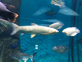 Фото Белый амур