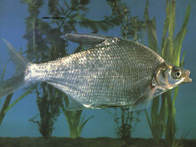 Смотреть фото Чёрный амурский лещ Фото Чёрный амурский лещ