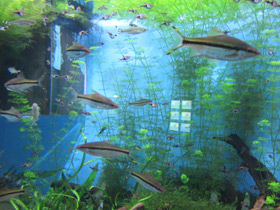 Фото Барбус денисони