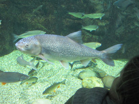 Смотреть фото Вырезуб Фото Вырезуб