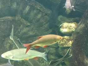 Фото Краснопёрка