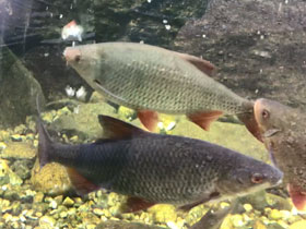 Смотреть фото Рыбец Фото Рыбец